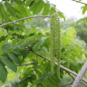 Цветы ореха маньчжурского Максим (Juglans mandshurica Maxim)