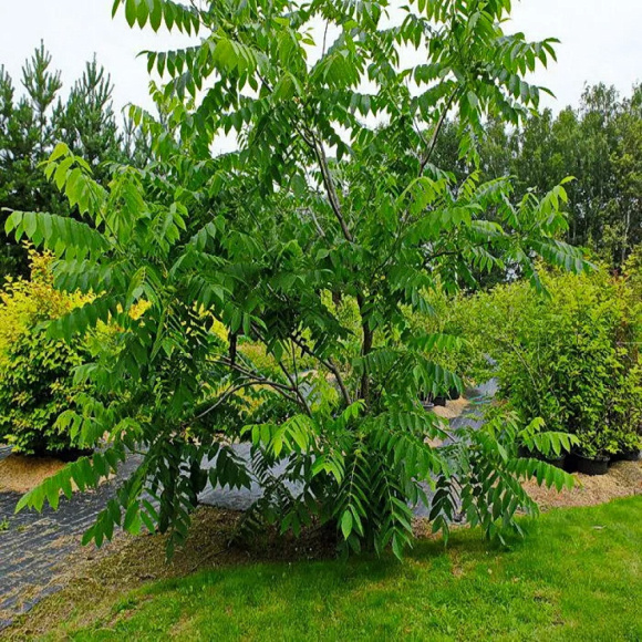 Орех маньчжурский Максим (Maxim) купить с доставкой Орех маньчжурский Максим (Maxim) купить с доставкой