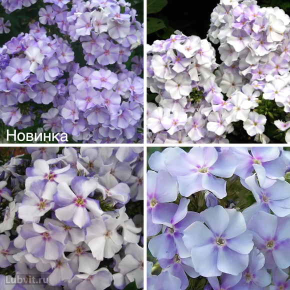 Флокс Новинка купить с доставкой