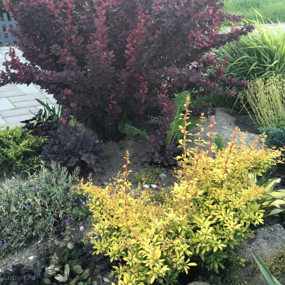 Барбарис Мария (Maria) купить с доставкой Барбарис Мария (Maria) купить с доставкой