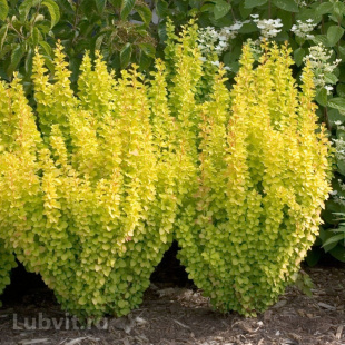 Барбарис Мария (Maria)