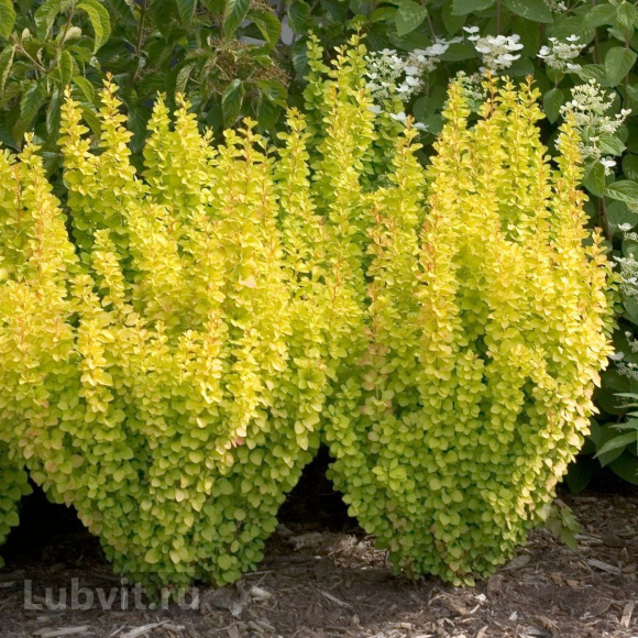 Барбарис Мария (Maria) купить с доставкой Барбарис Мария (Maria) купить с доставкой