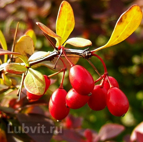 Барбарис Мария (Maria) купить с доставкой Барбарис Мария (Maria) купить с доставкой