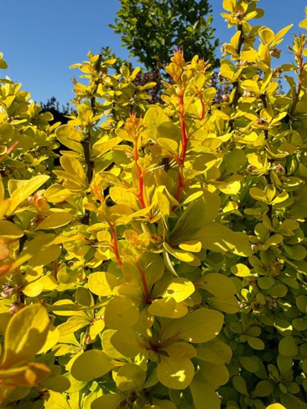 Барбарис Мария (Maria) купить с доставкой