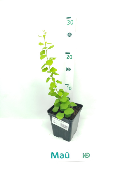 Барбарис Мария (Maria) купить с доставкой Барбарис Мария (Maria) купить с доставкой