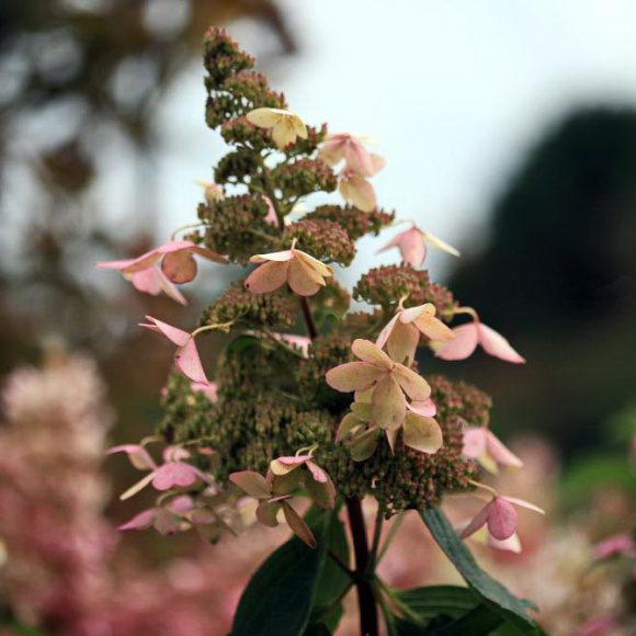 Гортензия Вайт Голиаф (White Goliath) метельчатая купить с доставкой Гортензия Вайт Голиаф (White Goliath) метельчатая купить с доставкой