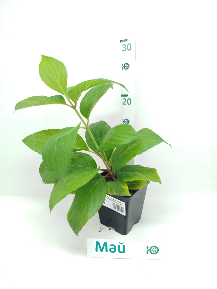 Гортензия Вайт Голиаф (White Goliath) метельчатая купить с доставкой Гортензия Вайт Голиаф (White Goliath) метельчатая купить с доставкой