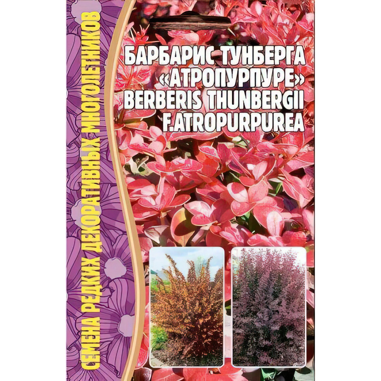 Барбарис Тунберга Атропурпуре 10шт (Семена редких растений) можно купить недорого с доставкой в питомнике Любвитский
