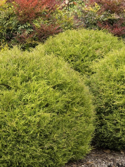 Туя западная Боулинг Болл (Bowling Ball) купить с доставкой