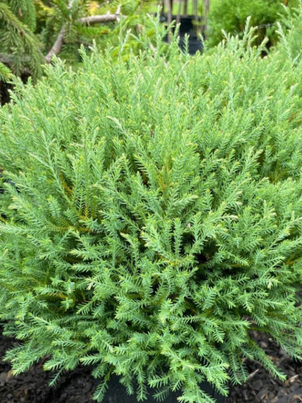 Туя западная Боулинг Болл (Bowling Ball) купить с доставкой