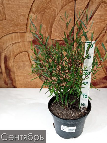 Ива Нана (Nana) купить с доставкой