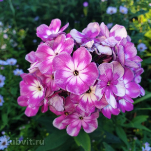 Флокс Конек-Горбунок