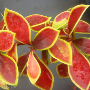 Барбарис Коронита (Coronita)