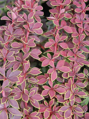 Барбарис Коронита (Coronita)