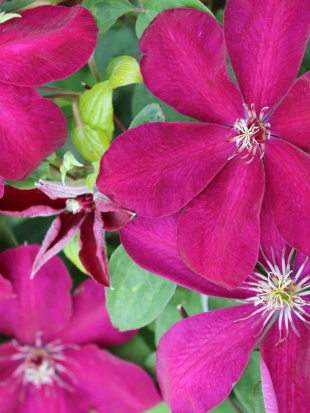 Клематис Эрнест Маркхам (Ernest Markham) Клематис Эрнест Маркхам (Ernest Markham)