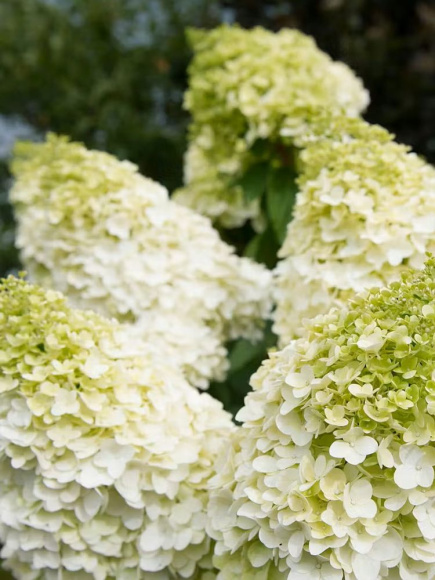 Гортензия Мэджикал Мунлайт (Magical Moonlight) метельчатая купить с доставкой