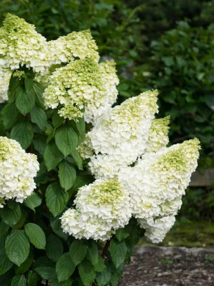 Гортензия Мэджикал Мунлайт (Magical Moonlight) метельчатая