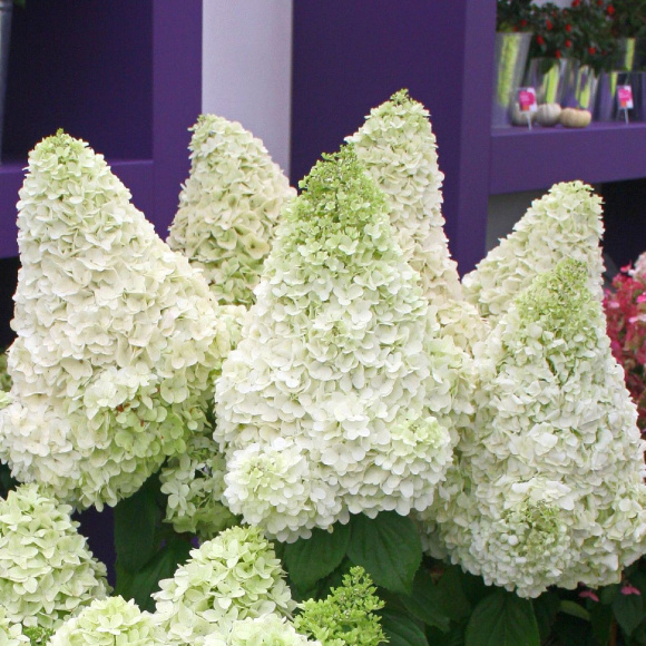 Гортензия Мэджикал Мунлайт (Magical Moonlight) метельчатая купить с доставкой