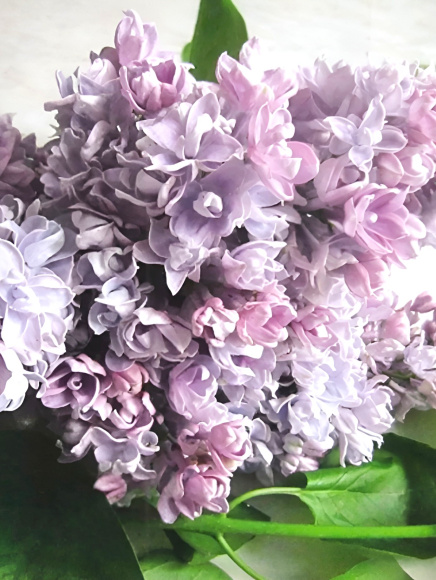 Сирень Валентин Серов PBR купить с доставкой