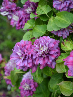 Клематис Королева Бона (Krolowa Bona)