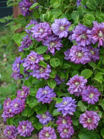 Клематис Королева Бона (Krolowa Bona) купить с доставкой