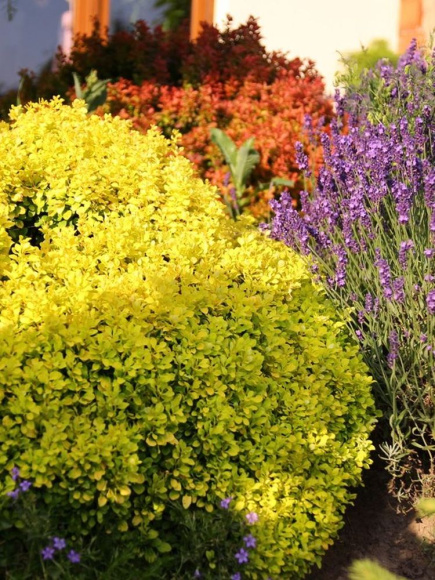 Барбарис Голдалита (Goldalita) купить с доставкой