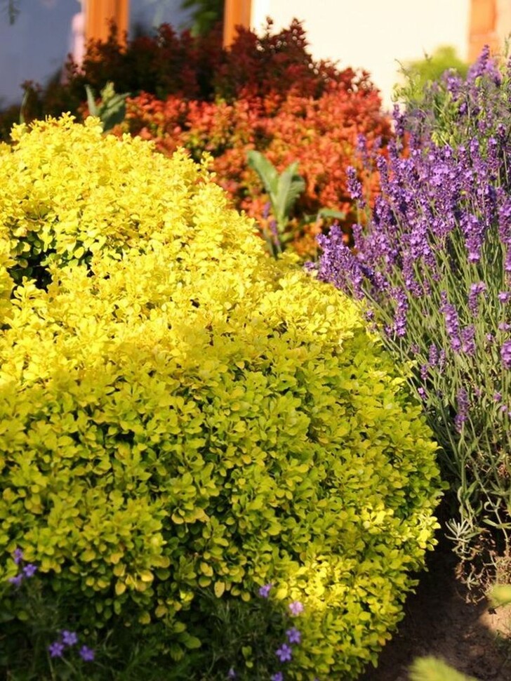 Барбарис Голдалита (Goldalita) купить с доставкой Барбарис Голдалита (Goldalita) купить с доставкой