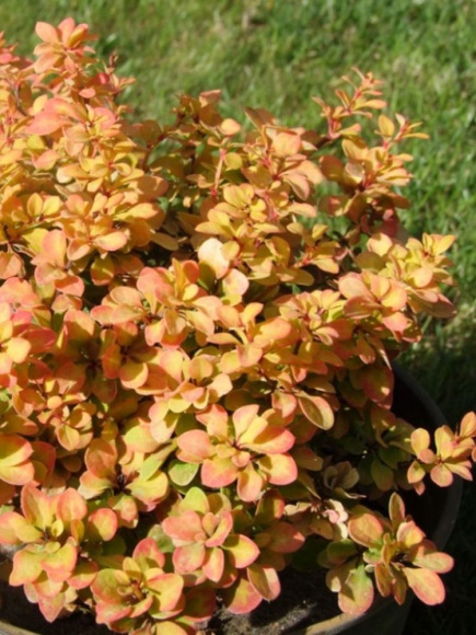 Барбарис Голдалита (Goldalita) купить с доставкой