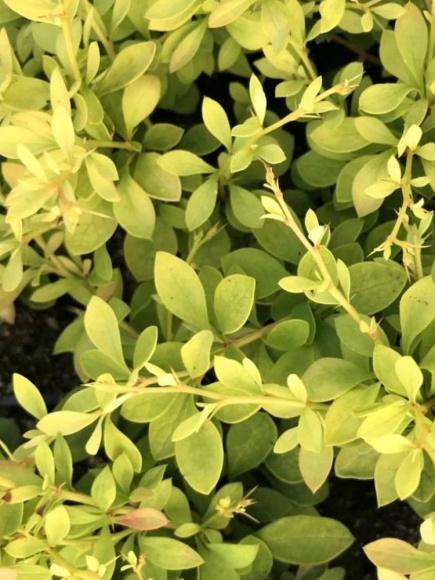 Барбарис Голдалита (Goldalita) купить с доставкой