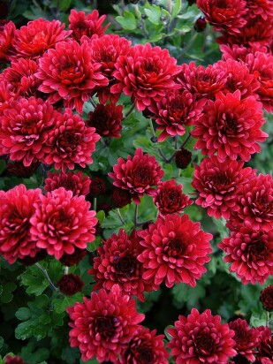 Хризантема мультифлора Бранглори Ред (Branglory Red) Хризантема мультифлора Бранглори Ред (Branglory Red)