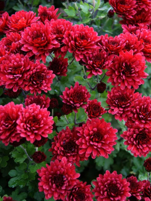 Хризантема мультифлора Бранглори Ред (Branglory Red)