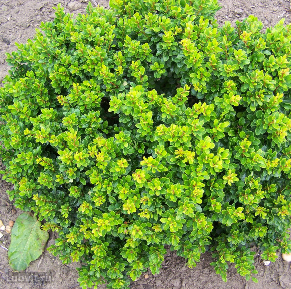 Барбарис Кобольд (Kobold) купить с доставкой Барбарис Кобольд (Kobold) купить с доставкой