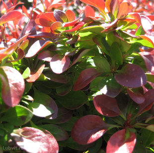 Барбарис Кобольд (Kobold)