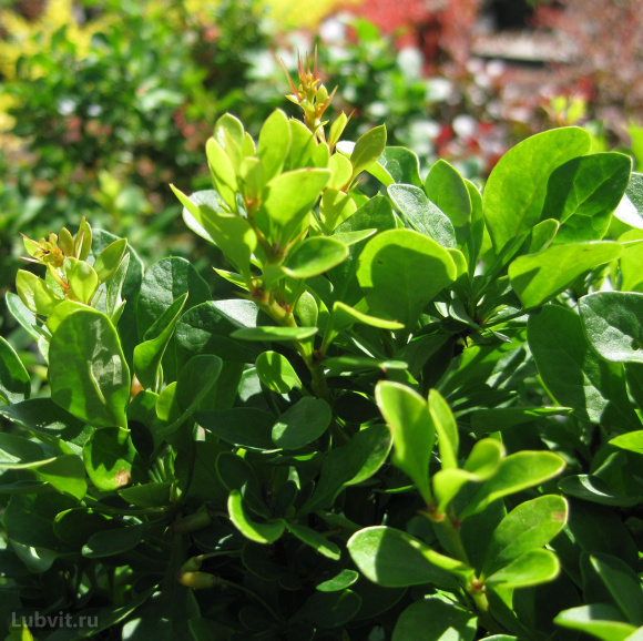 Барбарис Кобольд (Kobold) купить с доставкой Барбарис Кобольд (Kobold) купить с доставкой