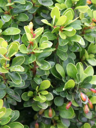 Барбарис Кобольд (Kobold)