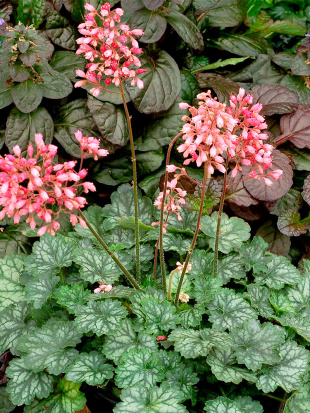 Гейхера Литтл Кьюти Пепперминт (Little Cutie Peppermint)