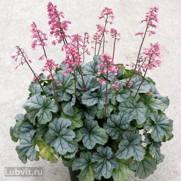 Гейхера Литтл Кьюти Пепперминт (Little Cutie Peppermint) купить с доставкой