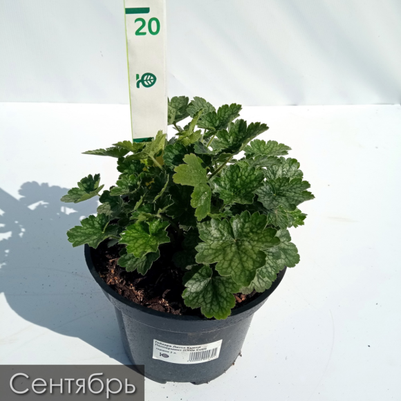 Гейхера Литтл Кьюти Пепперминт (Little Cutie Peppermint) купить с доставкой