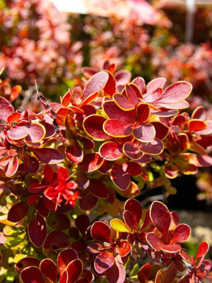 Барбарис Адмирейшн (Admiration) купить с доставкой Барбарис Адмирейшн (Admiration) купить с доставкой