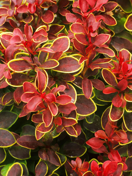 Барбарис Адмирейшн (Admiration) купить с доставкой Барбарис Адмирейшн (Admiration) купить с доставкой