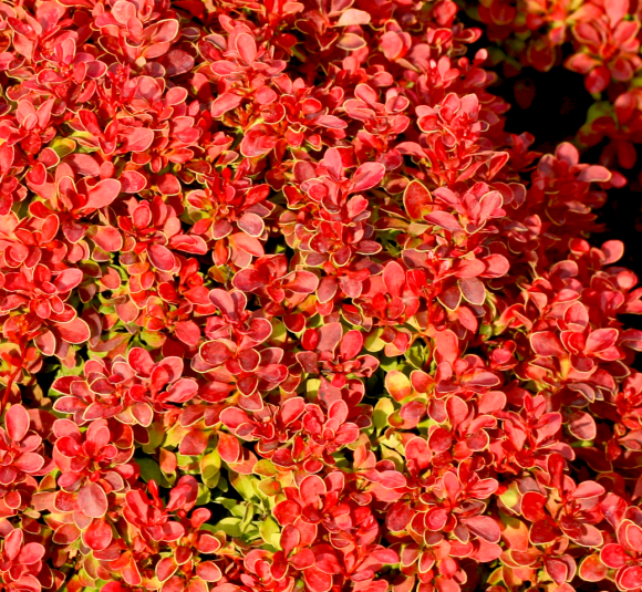 Барбарис Адмирейшн (Admiration) купить с доставкой Барбарис Адмирейшн (Admiration) купить с доставкой