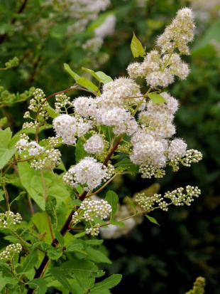 Спирея белая Алликко (Allikko) Спирея белая Алликко (Allikko)