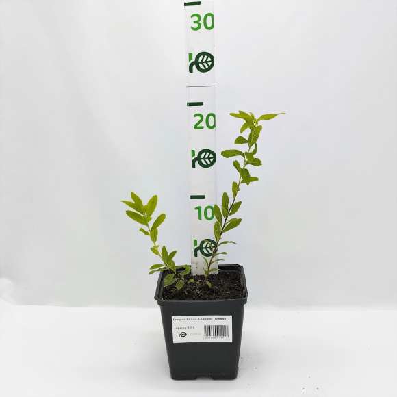 Спирея белая Алликко (Allikko) купить с доставкой Спирея белая Алликко (Allikko) купить с доставкой