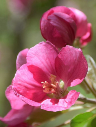 Яблоня Недзвецкого Яблоня Недзвецкого