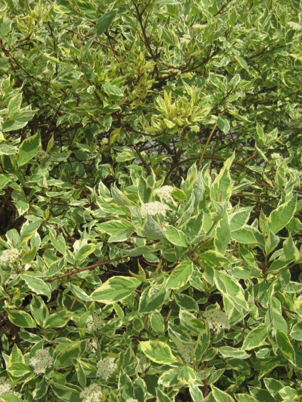 Дерен Крим Крекер (Cream Cracker) купить с доставкой