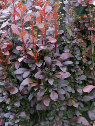 Барбарис Хелмонт Пиллар (Helmond pillar) Барбарис Хелмонт Пиллар (Helmond pillar)