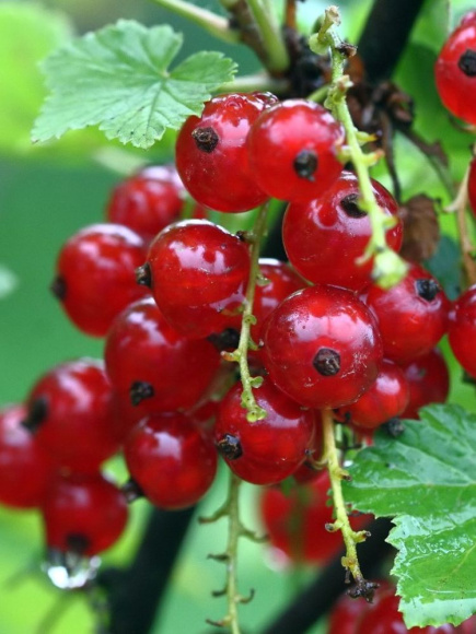 Смородина красная Ранняя сладкая купить с доставкой