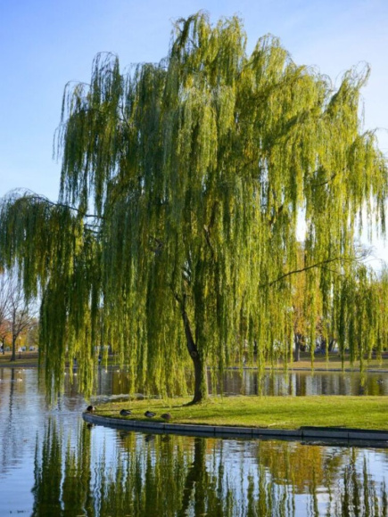 Ива росистая (Salix rorida) купить с доставкой