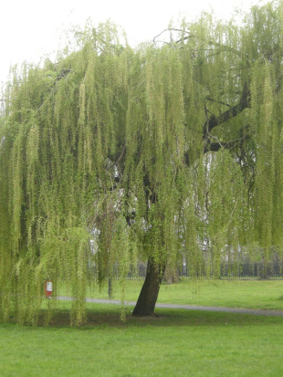 Ива росистая (Salix rorida) Ива росистая (Salix rorida)