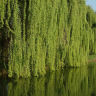 Ива росистая (Salix rorida) можно купить недорого с доставкой в питомнике Любвитский